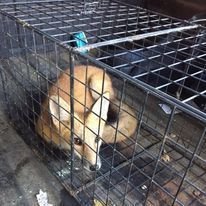 A dog is sitting in a wire cage.