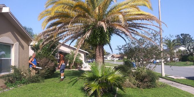 landscaping tarpon springs fl
