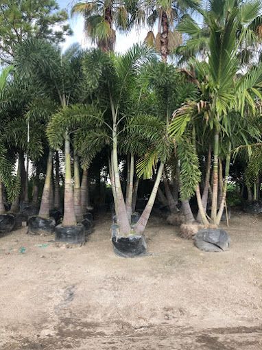 tree trimming services new port richey fl
