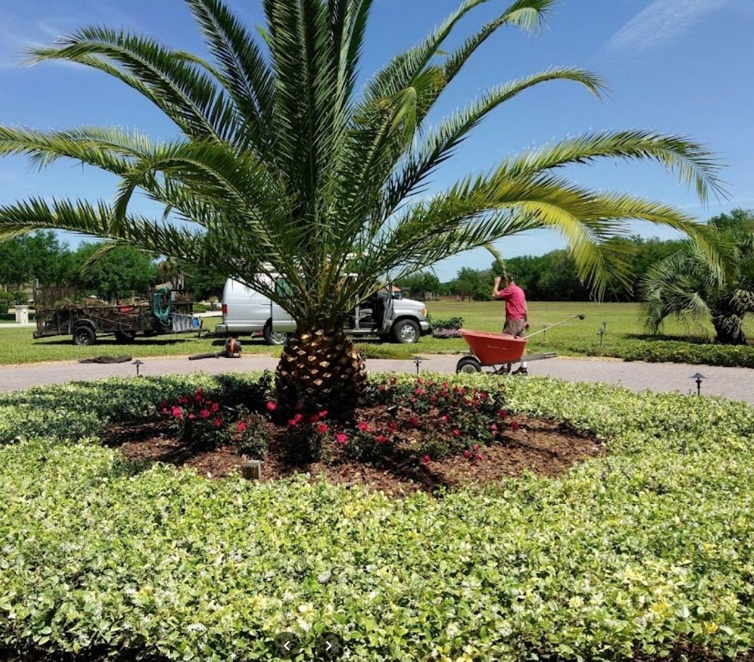 mangrove trimming in florida
