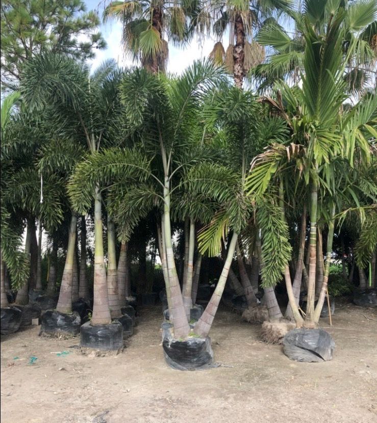 mangrove trimming in florida
