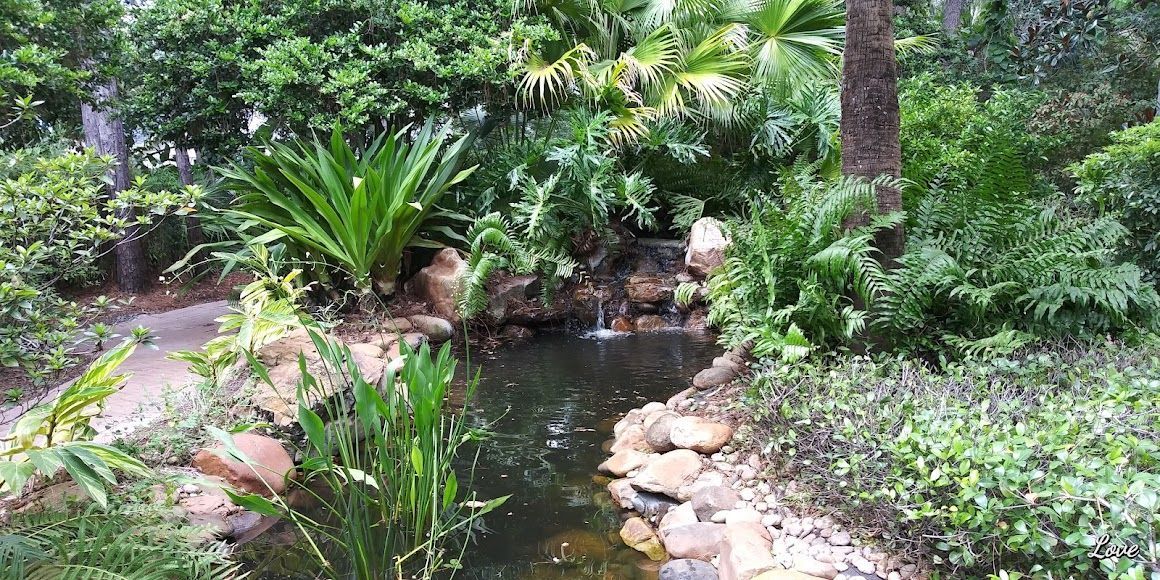 Lush tropical garden with a small pond, rocks, and dense green plants