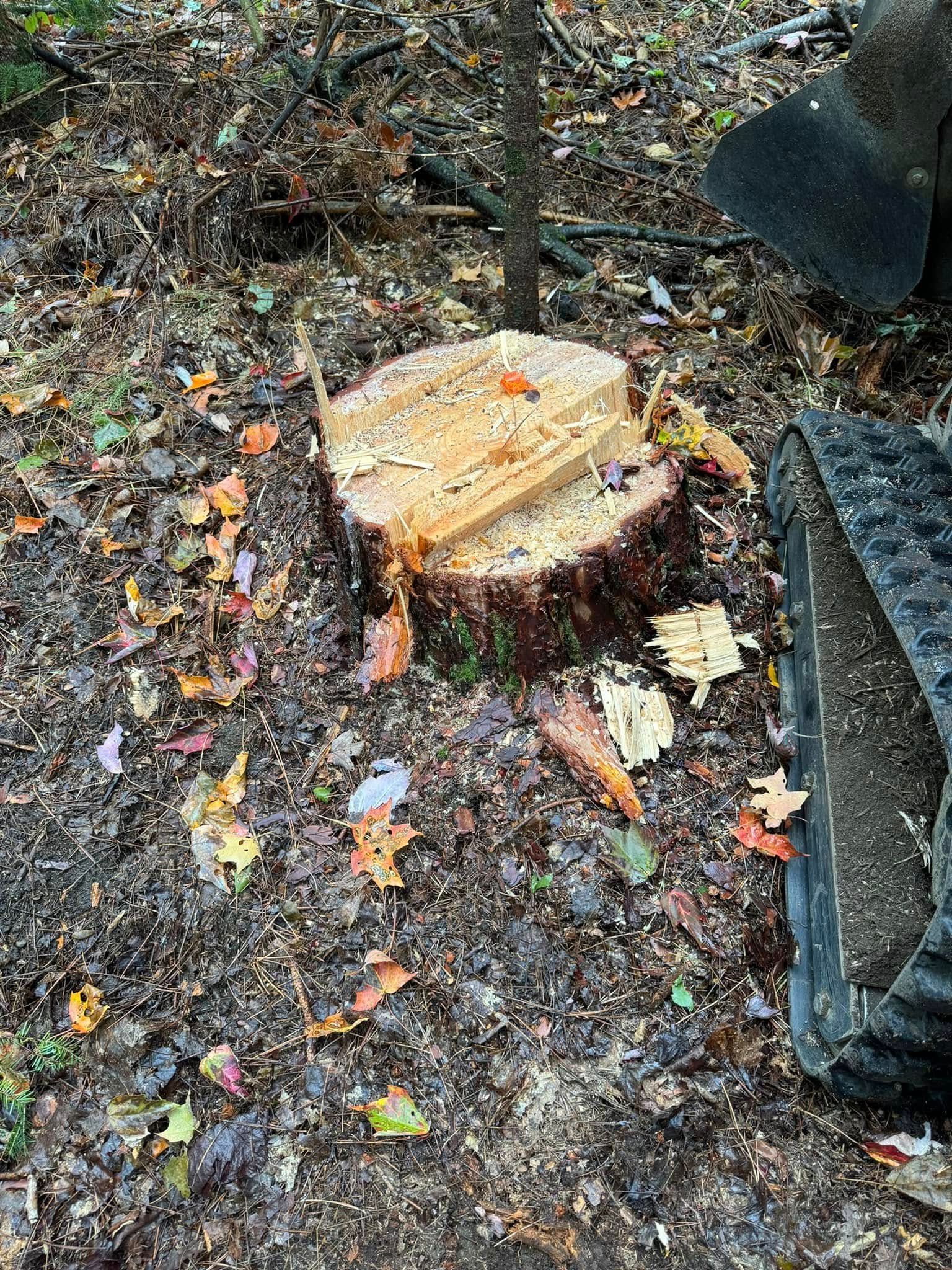 A tree stump is sitting on the ground in the woods.