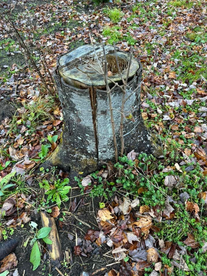 A tree stump in the middle of a forest surrounded by leaves.