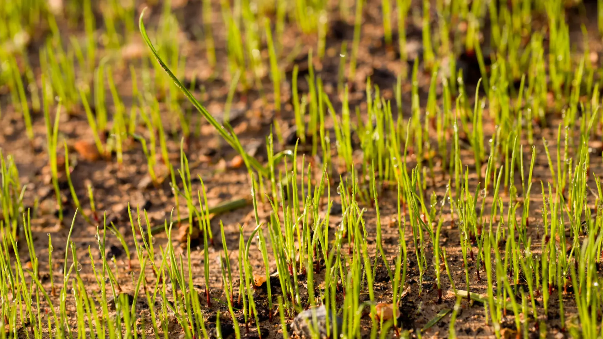 A close up of a field of grass growing out of the ground.
