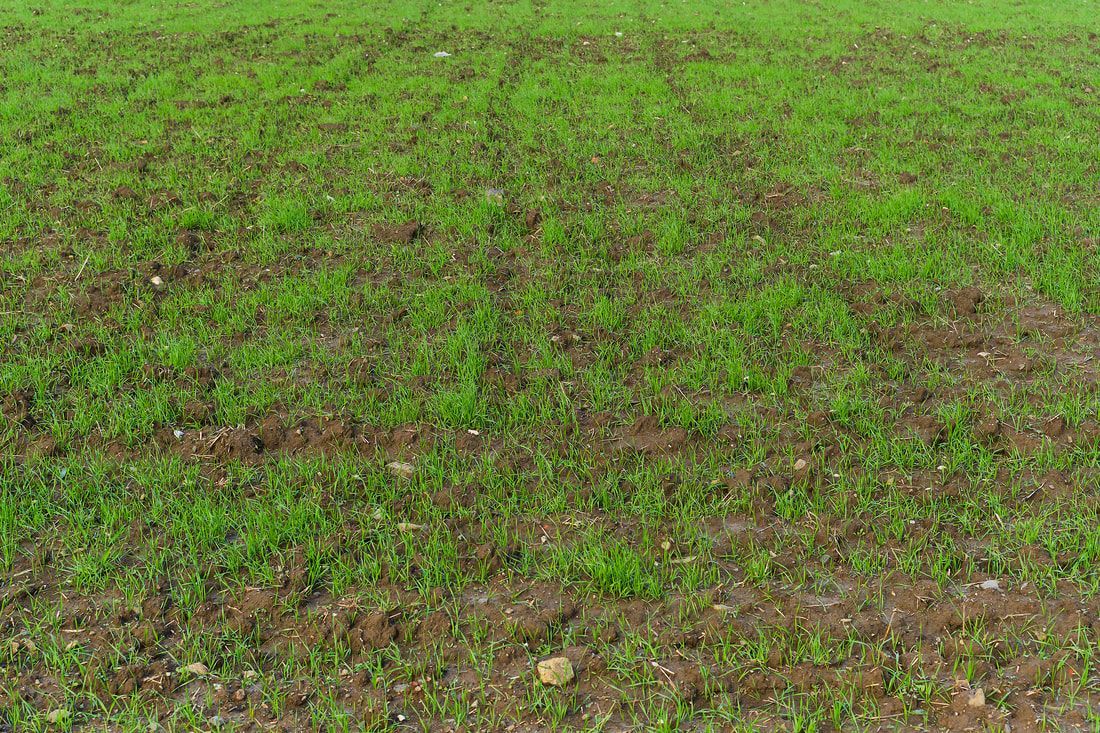 A field of green grass with brown spots on the ground.
