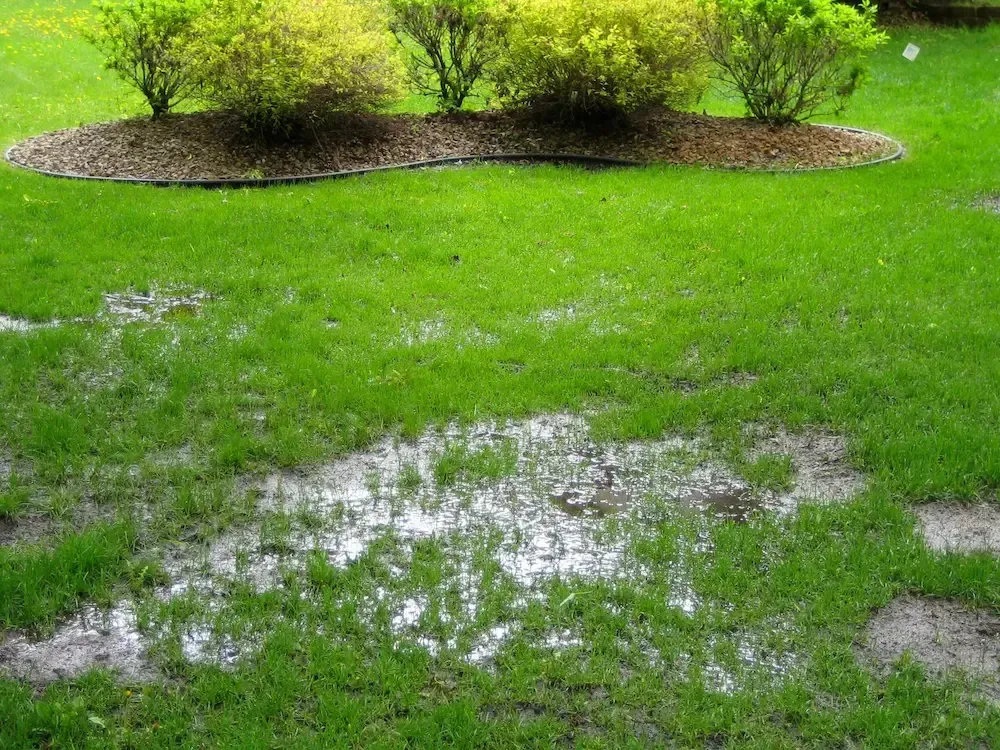 Waterlogged green lawn with muddy puddles and shrubs in the background