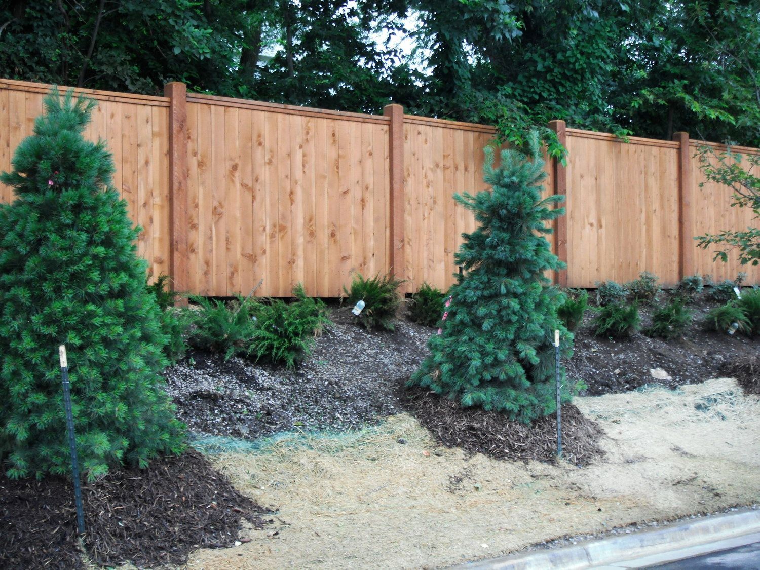 Wooden fence with evergreen trees and bushes in front of a landscaped area.