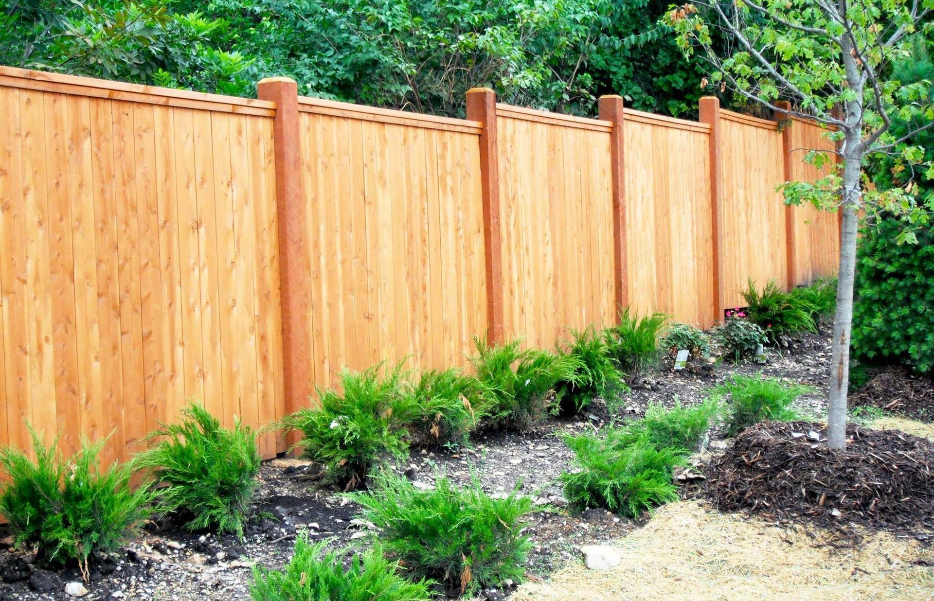 Wooden fence with shrubs and a small tree in a garden setting.