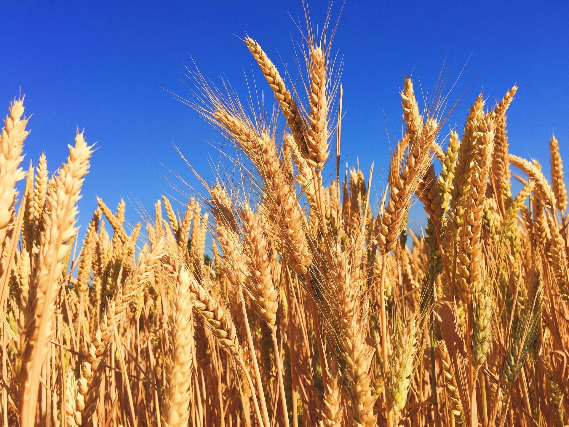 Maria Stein Grain