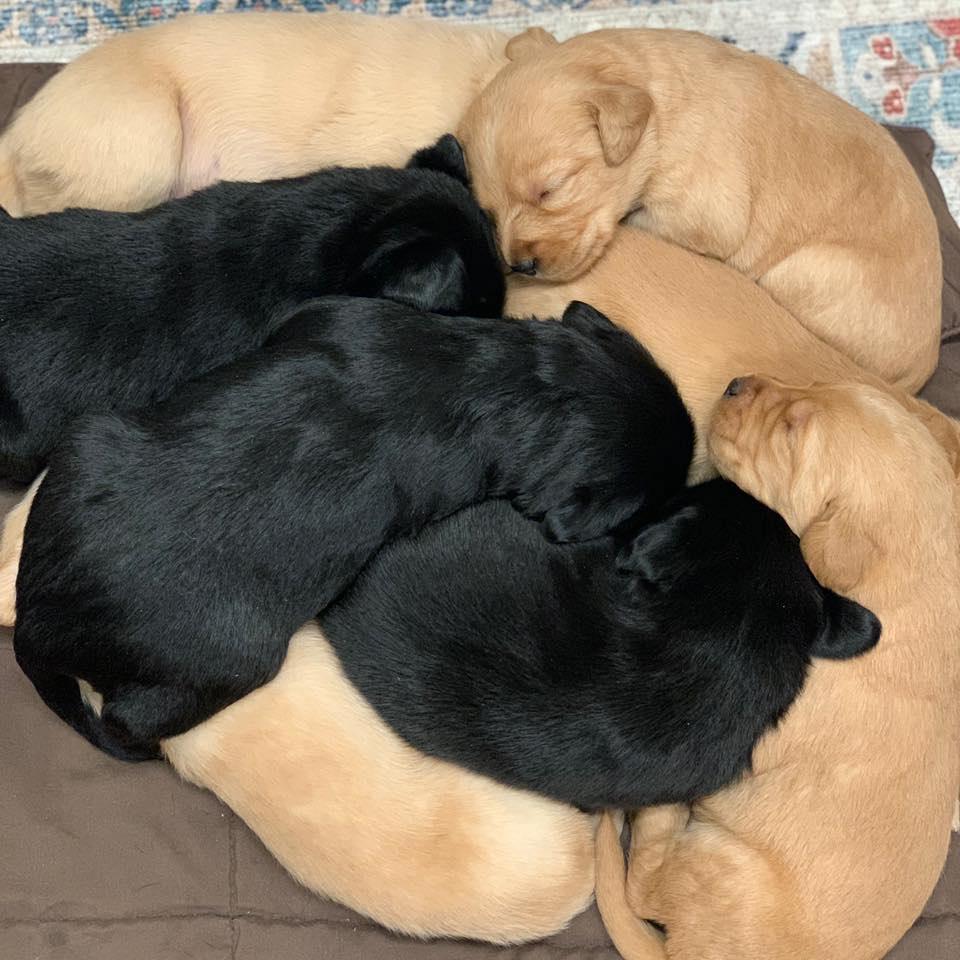 Veterinarian Clinic Pet Wellness Surgery Gunnison CO