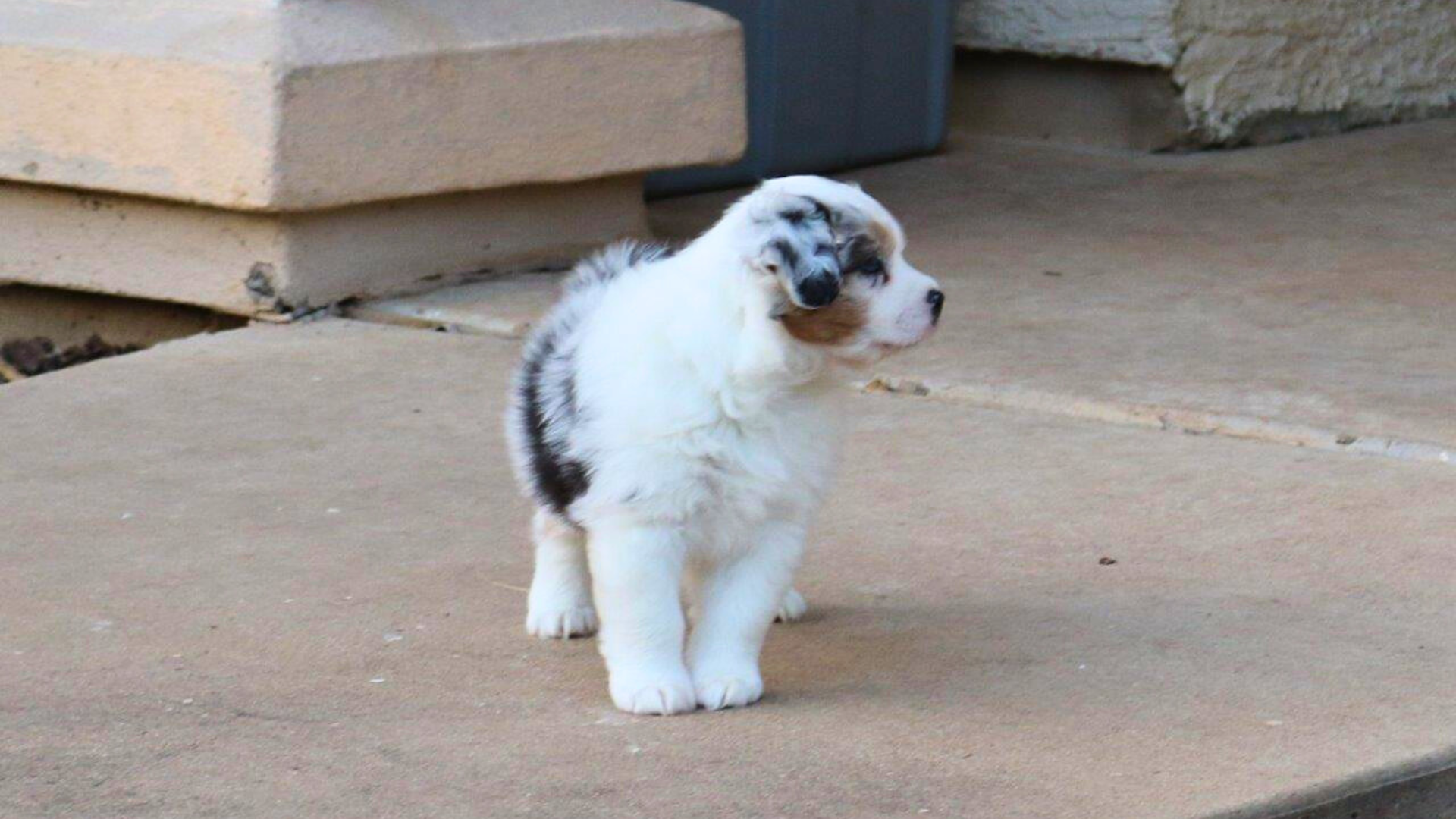 happy Australian Shepherd