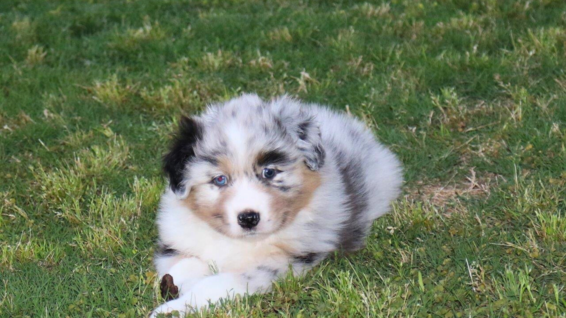 running Australian Shepherd