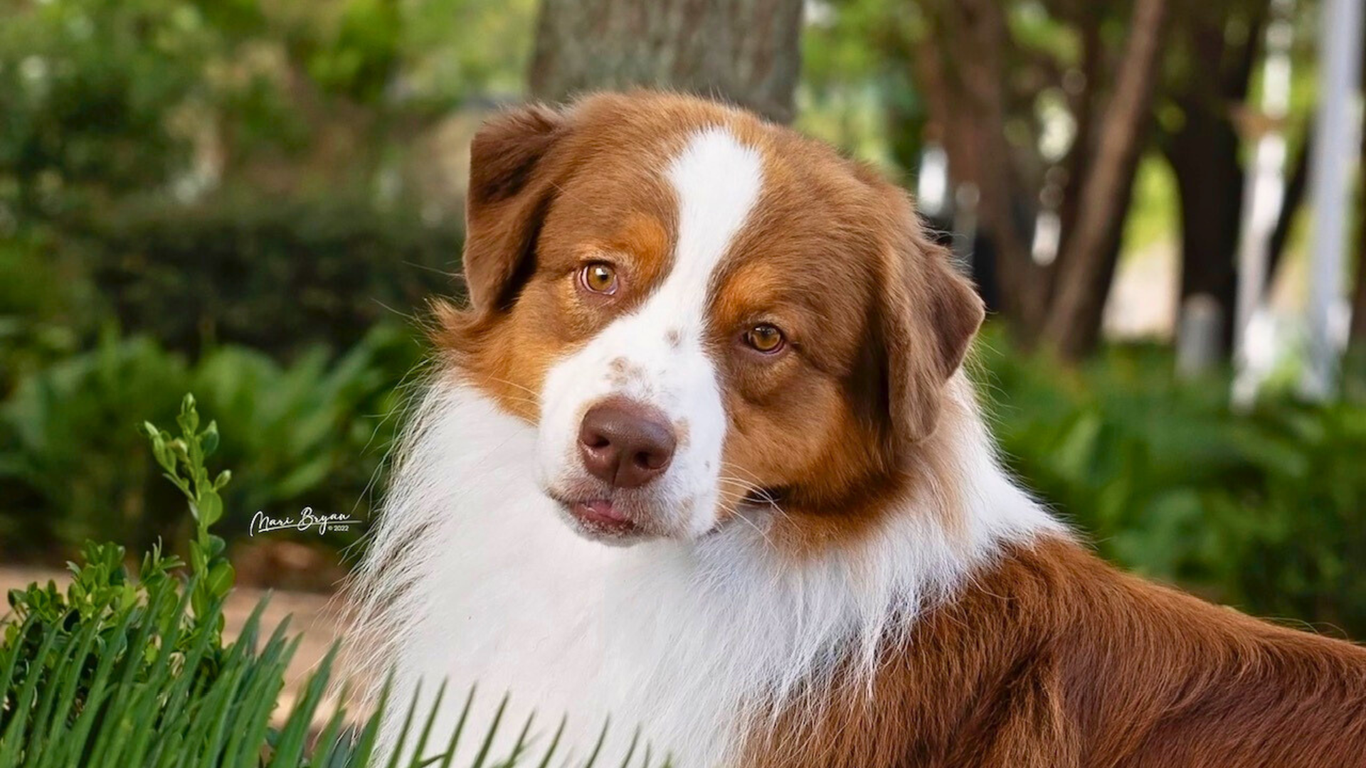 Australian Shepherd laying