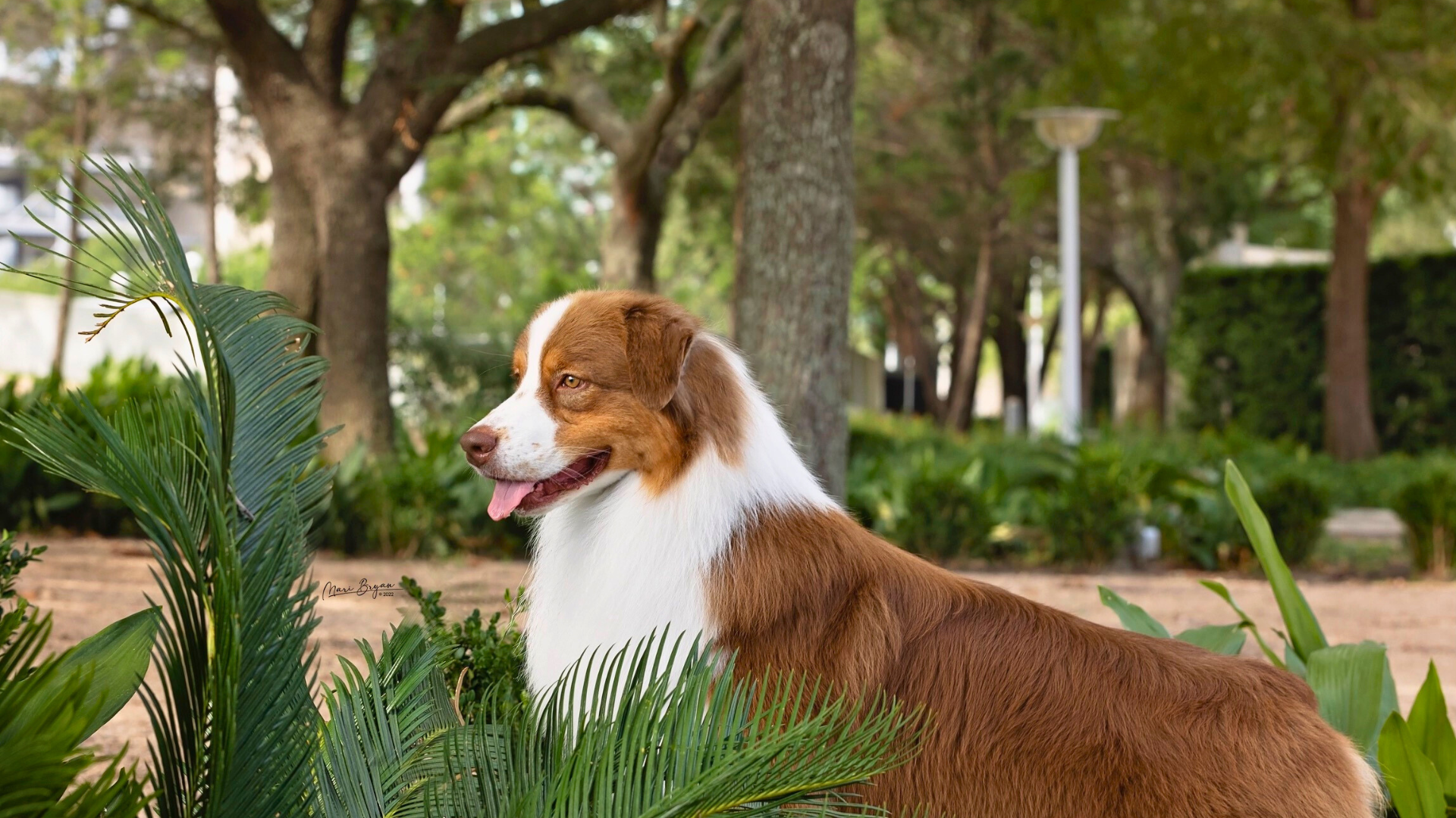 Madalay Australian Shepherd