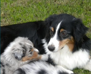 puppy
