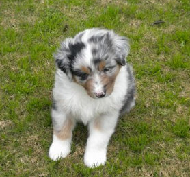 puppy