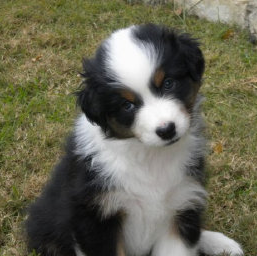 puppy