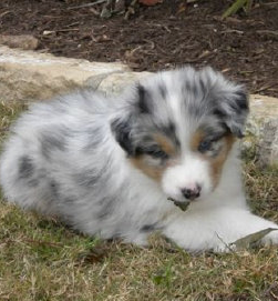 puppy