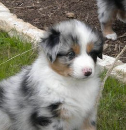 puppy