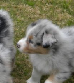 puppy