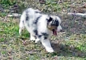 puppy