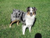  Dog Breeder gallery