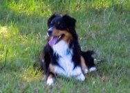 Australian shepherd