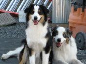  Dog Breeder gallery