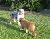  Dog Breeder gallery