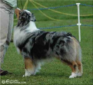 dad dog