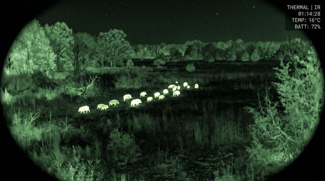 Hogs being spotted at night through night vision equipment