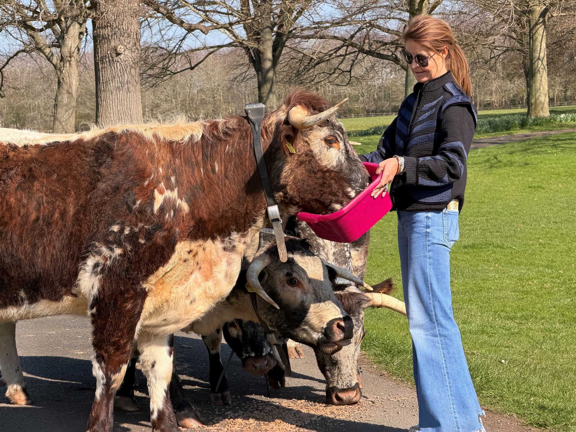 Emma with her herd of longhorns at Alscot