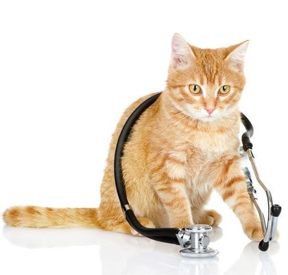 Un gato naranja con un estetoscopio alrededor del cuello.