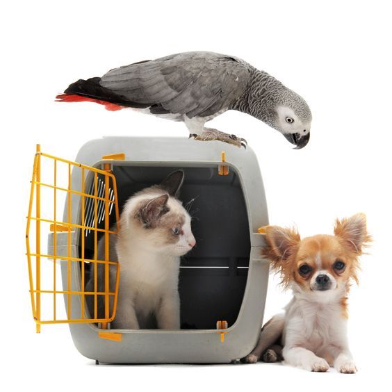 Un gato, un perro y un loro están en un transportín.
