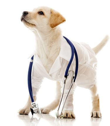 Un perro vestido de médico con un estetoscopio alrededor del cuello.