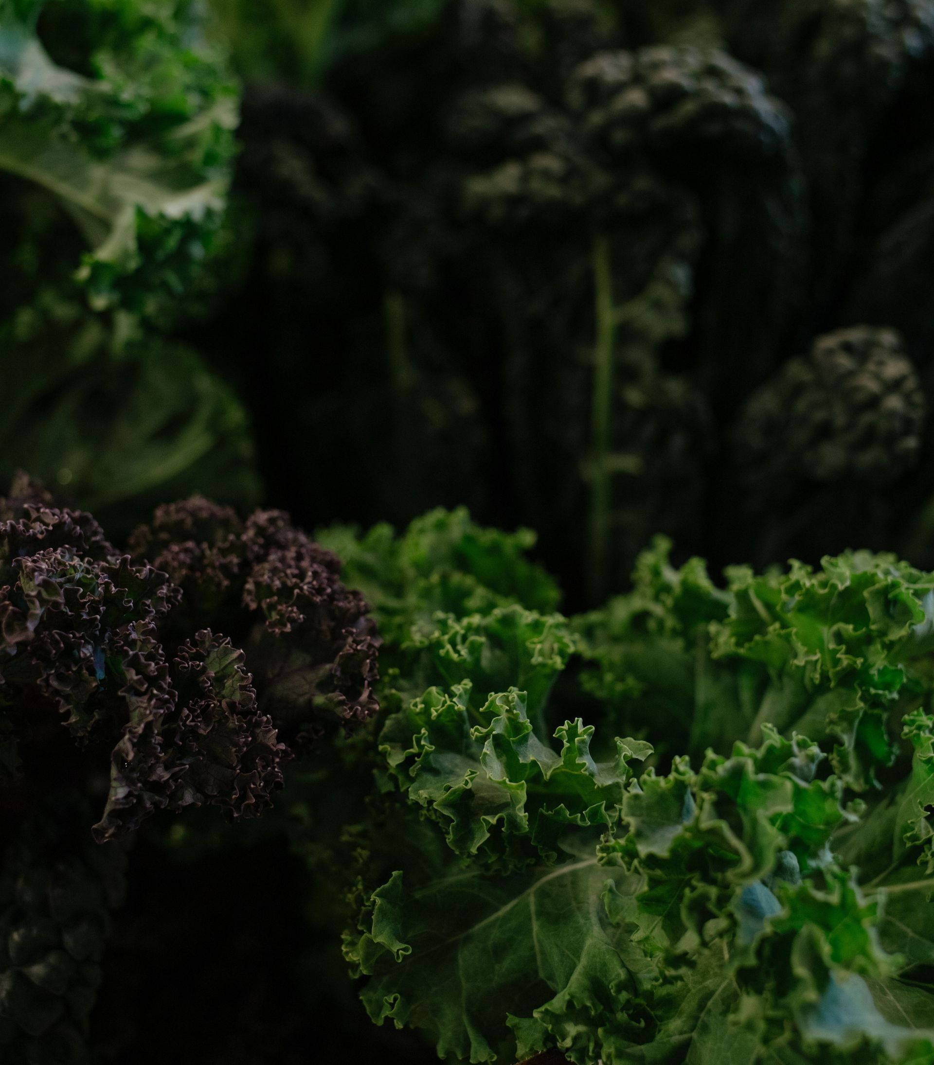 Close-up of leafy green and dark purple kale in a dim garden bed