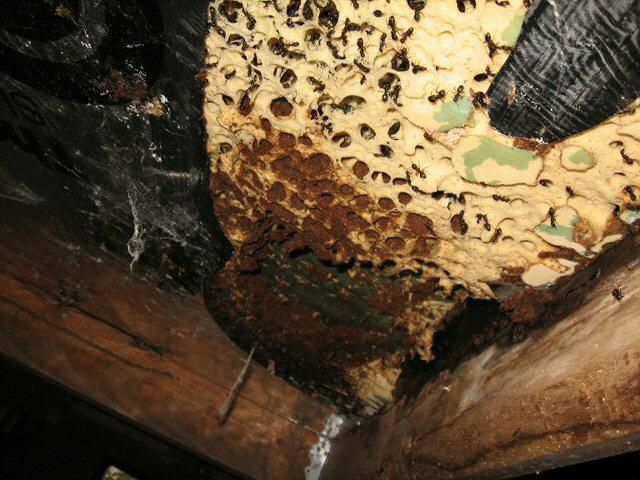 A decaying, damaged structure with a termite nest, brown and white. Wooden beam visible.