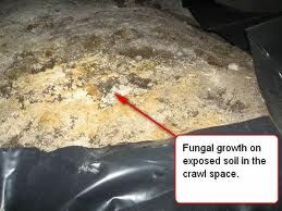 Fungal growth on exposed soil in a crawl space, indicated by a red arrow. The growth is white/yellowish.