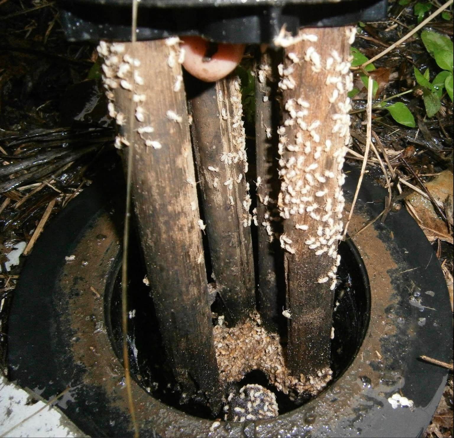 Pest Eradication Brisbane, QLD Wynnum Manly Pest Control