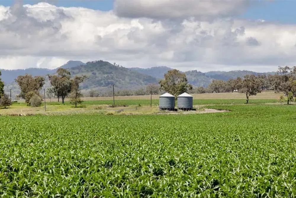 A Large Green Field With Mountains in the Background and Two Silos — Simmonds Kitchens & Detailed Joinery in Quirindi, NSW