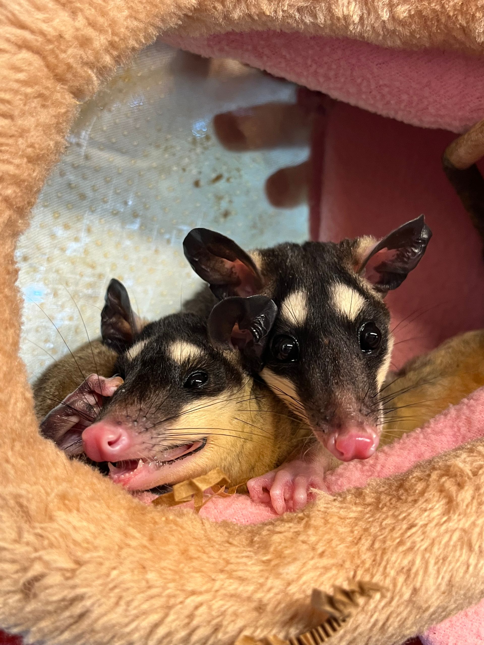 Exotic Pets for Sale Online NJ Exotic Pets