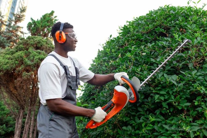 Person trimming a green hedge with an orange electric hedge trimmer, wearing gloves and ear protection