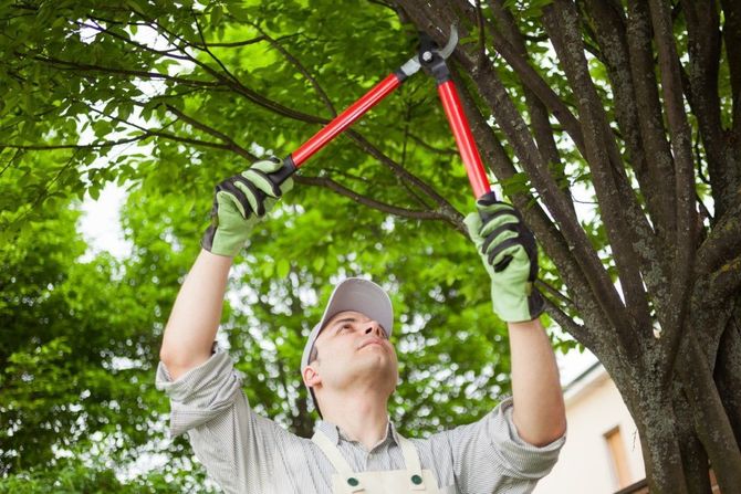 Gardener trimming tree branches with red loppers under green foliage