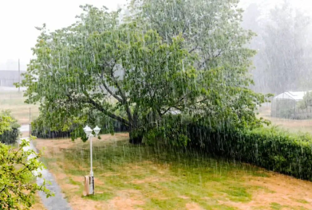A heavy downpour of rain falls over a green lawn and a large, full tree in a suburban backyard setting.