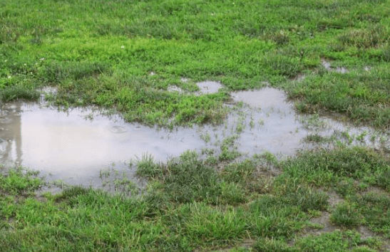 A muddy puddle of rainwater in a patch of green grass.