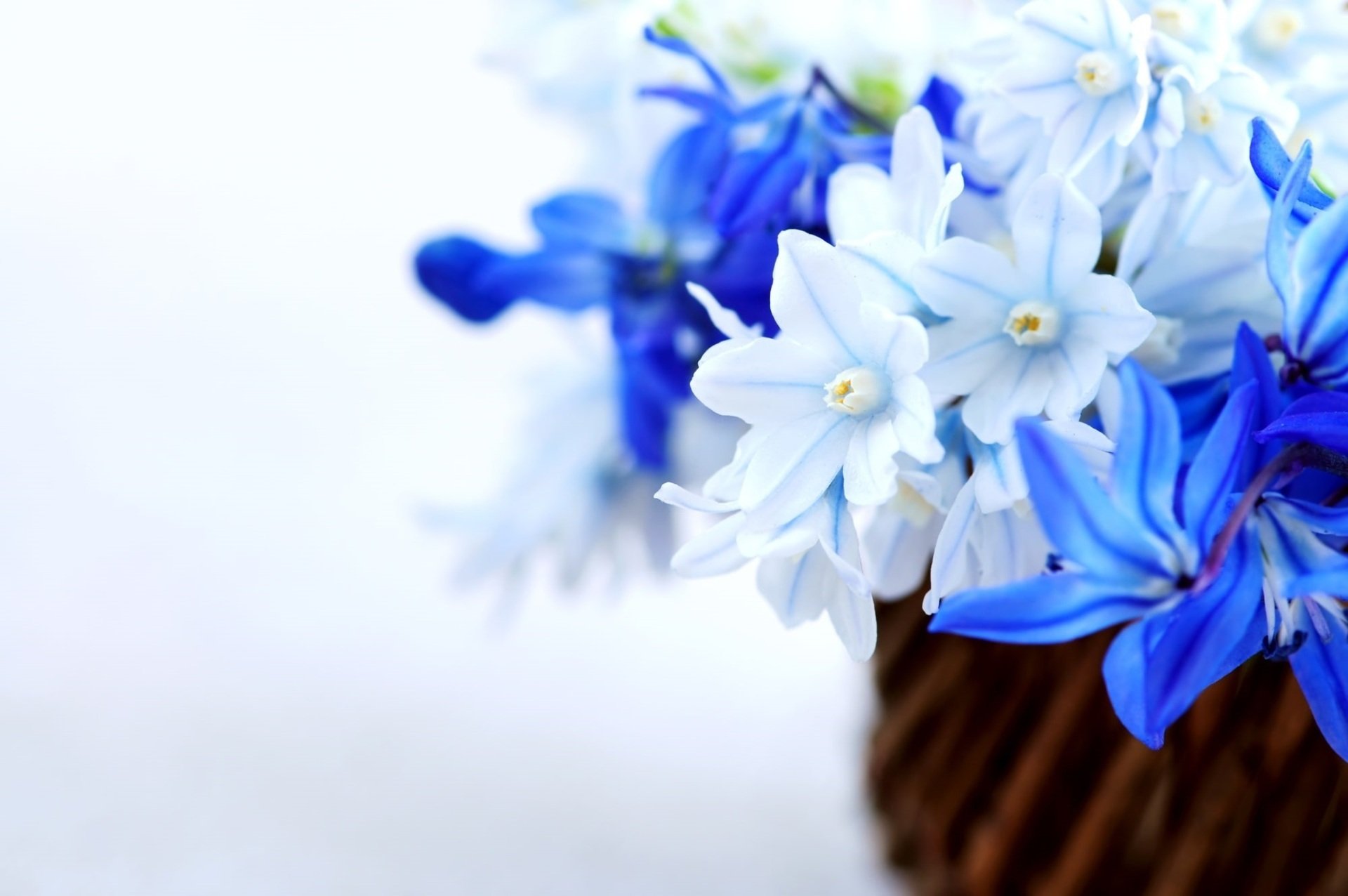 Adams Reed Funeral Home Cowen WV funeral home and cremation