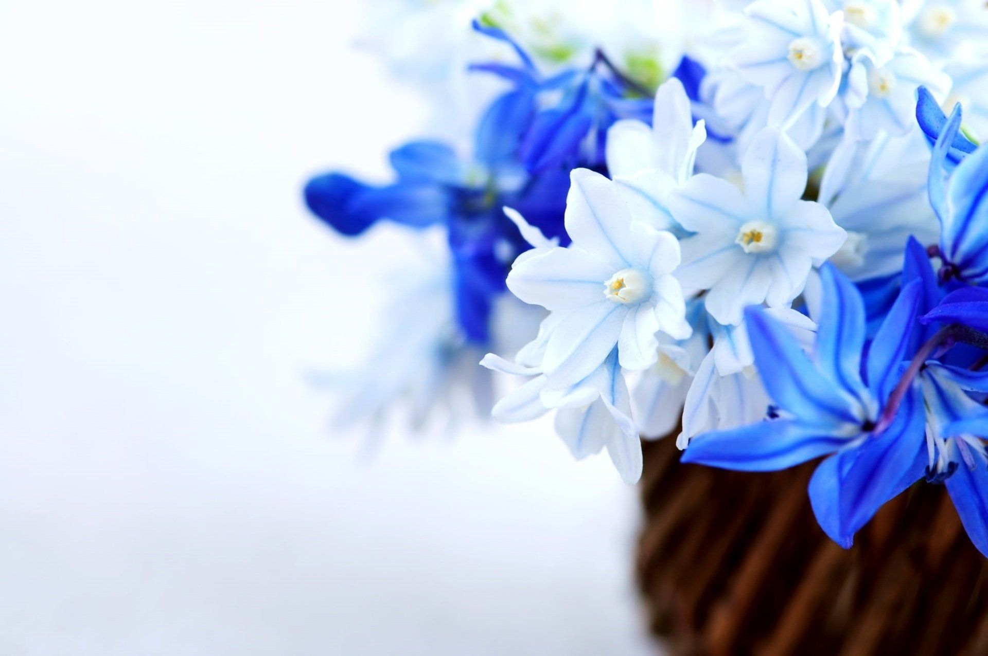 Send Flowers