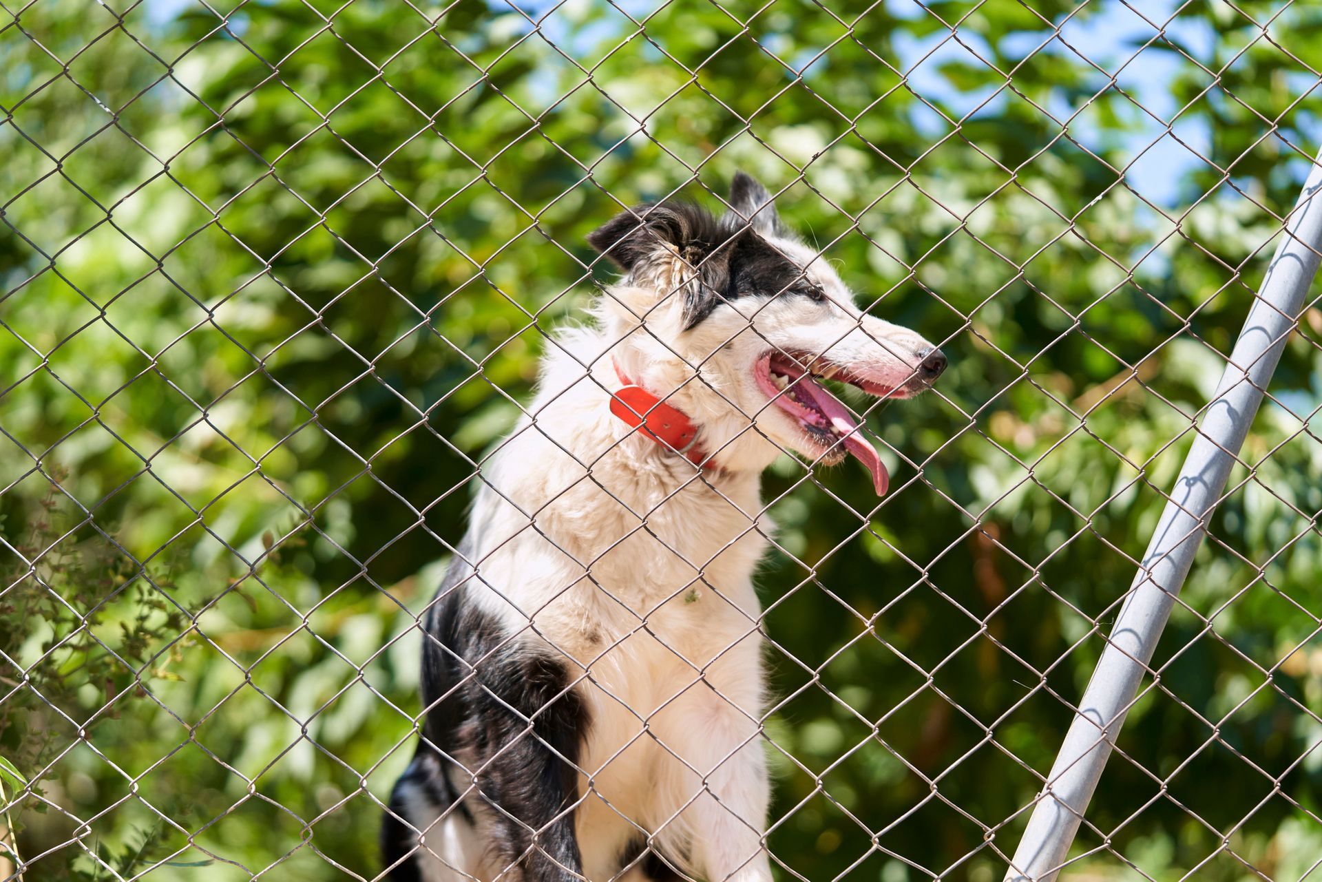 A black and white dog is standing behind a chain link fence.