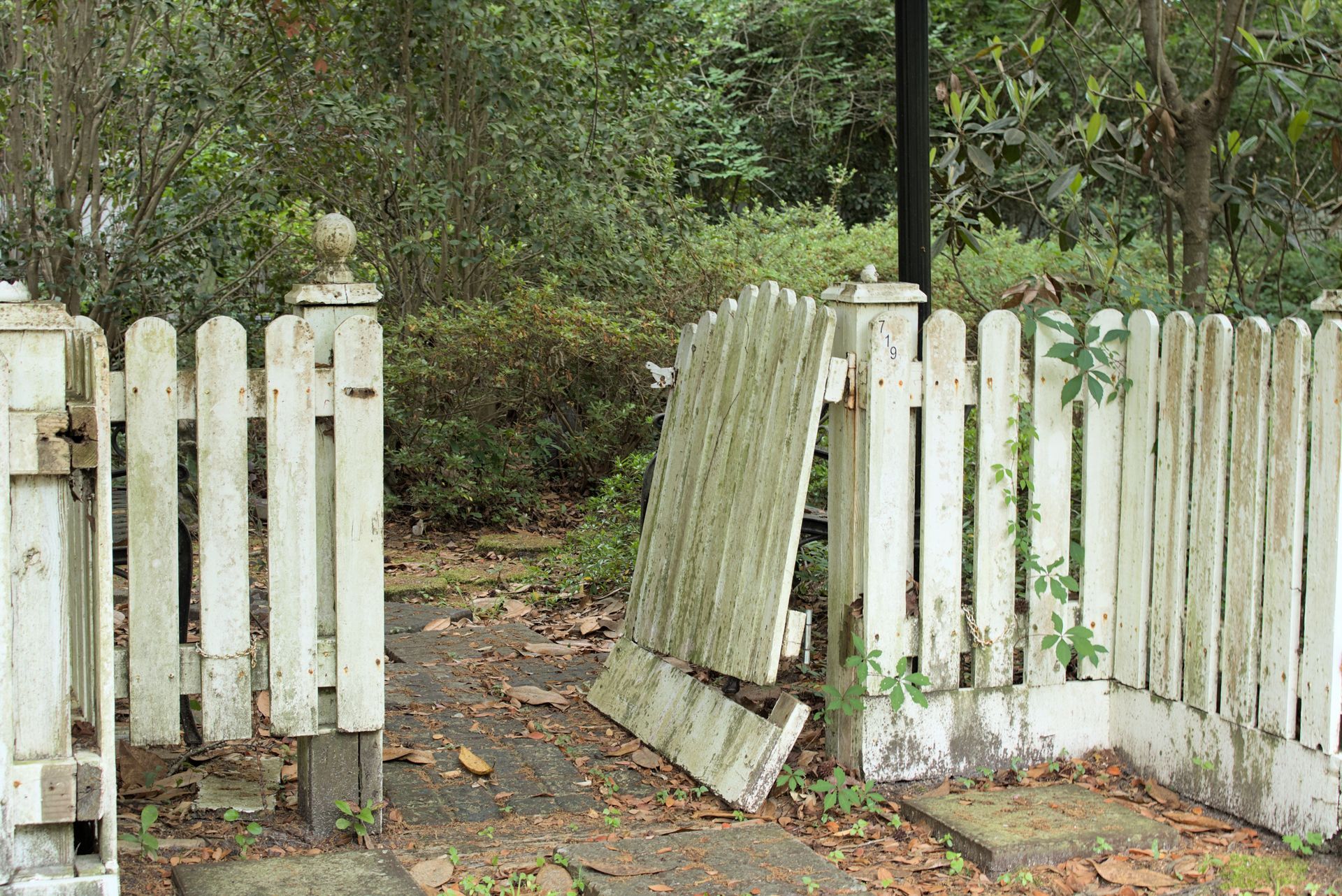 Broken white picket fence opening onto a garden path with overgrown greenery